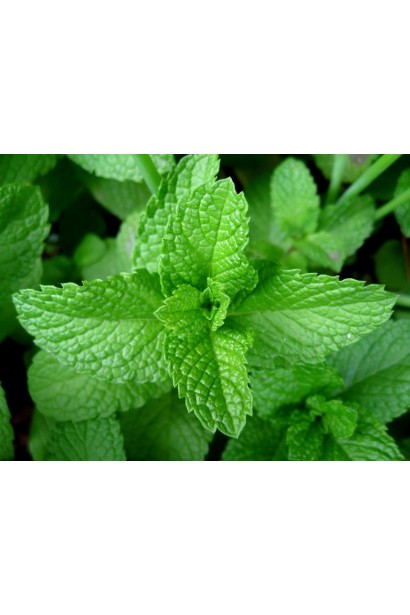 Mentha Ginger Mint